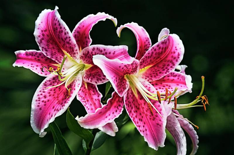 Stargazer Lilies-hybrid plants