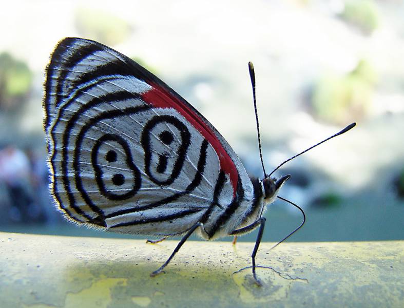 Types of Butterflies - 88 Butterfly