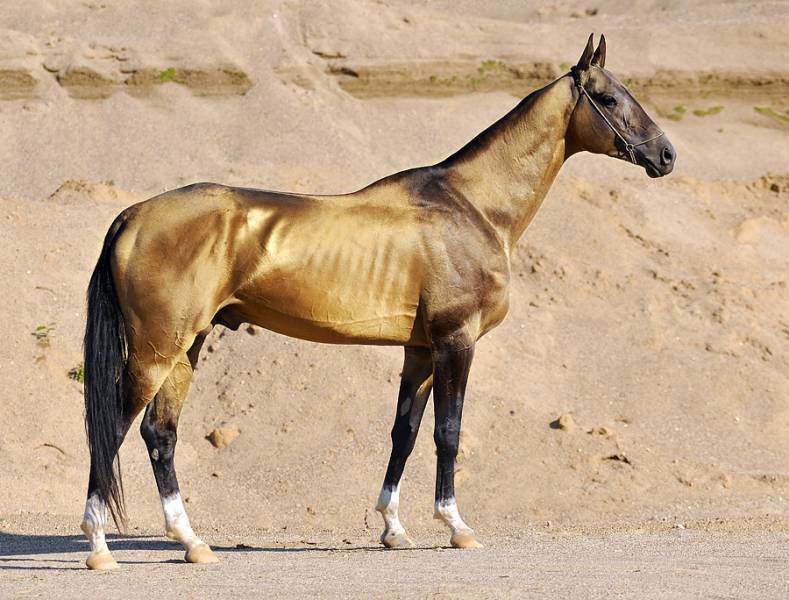 beautifull horses - Akhal-Teke - images: en.wikipedia.org