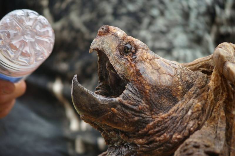  strongest animals - Alligator Snapping Turtle – 1000 PSI - images: ilovesnappingturtles.weebly.com