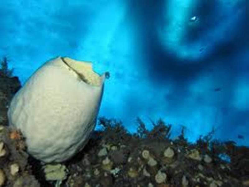 Antartic Sponge