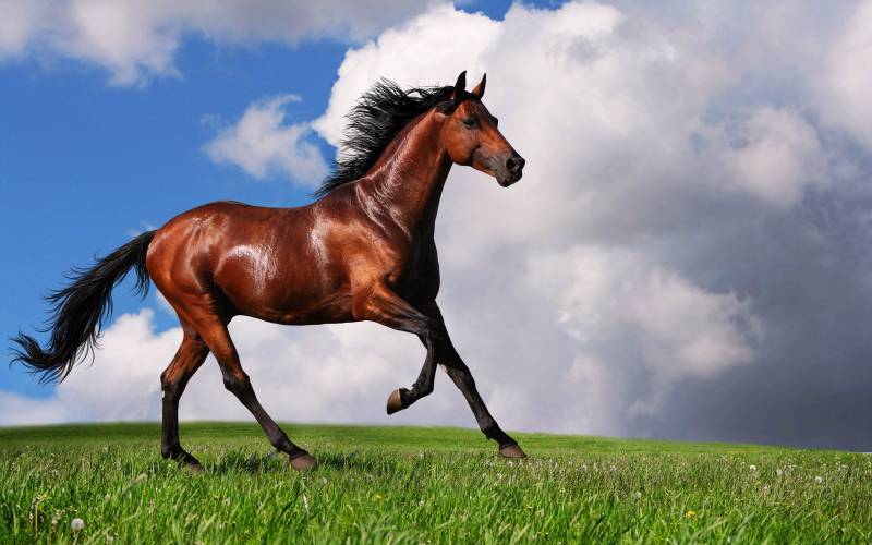 beautifull horses - Arabian Horse - images: themes.com