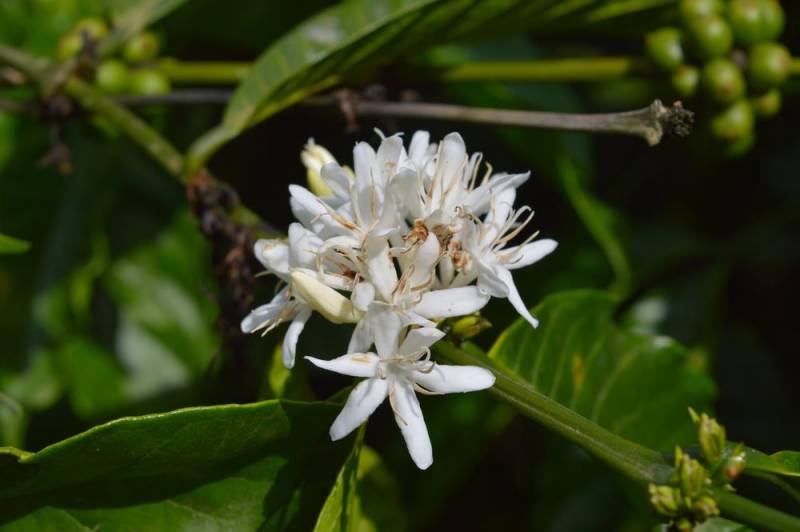 national flower - Arabica Coffee Flower - images : Shutterstock