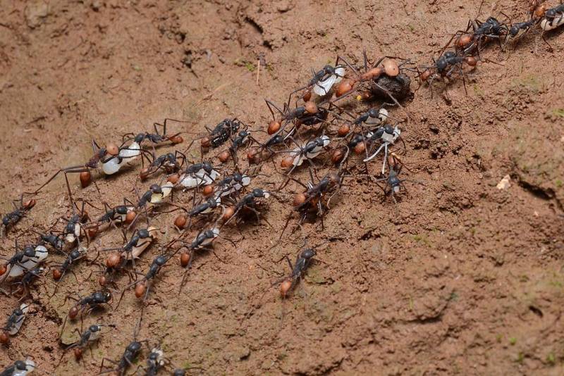 Army Ant - Dangerous Animal