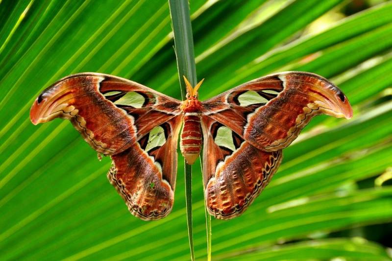 strange insect - Atlas Moth