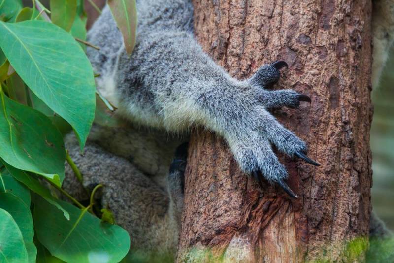 koala facts - Attached Fingers