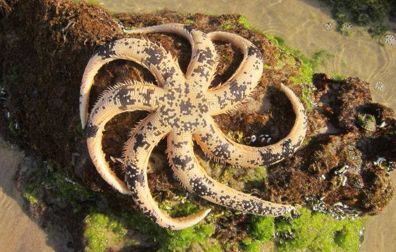starfish - Australian Sand Star
