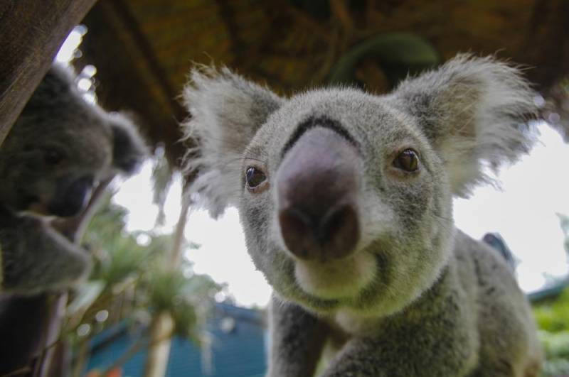 koala facts - Australia’s Endemic Animal