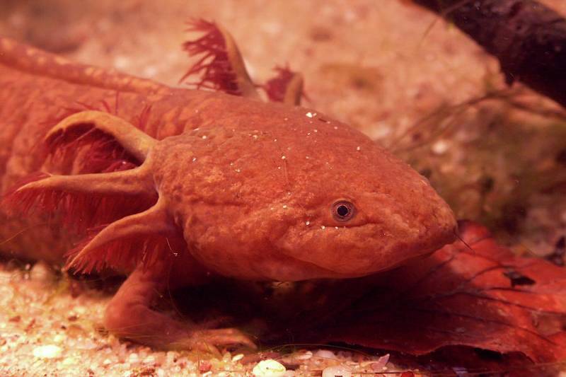 Red animals - Axolotl Calisto