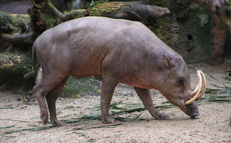 Hairless Animals - Babirusa - image: Photo via Wikipedia.org