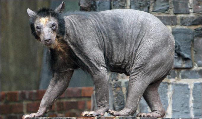 Hairless Animals - Bald Bear