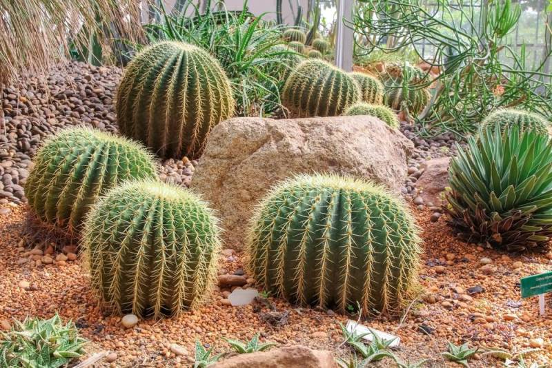 dessert plants - Barrel Cactus