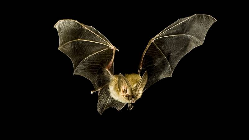Nocturnal Animals List - Bat