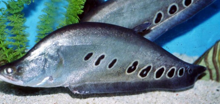 Belida Fish - Photo via www.iftfishing.com