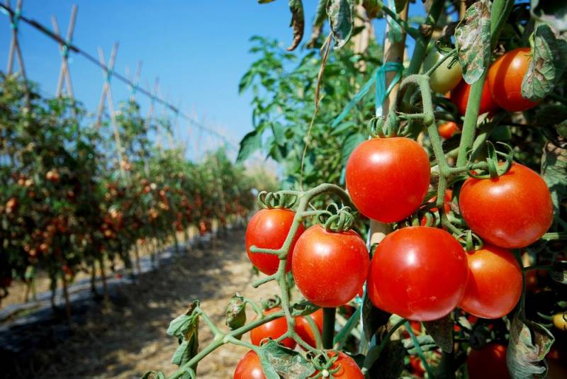 Hybrid Plants - Better Boy Tomatoes