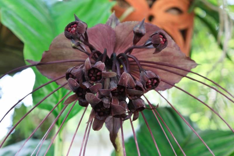 wierd plants - Black Bat Flower