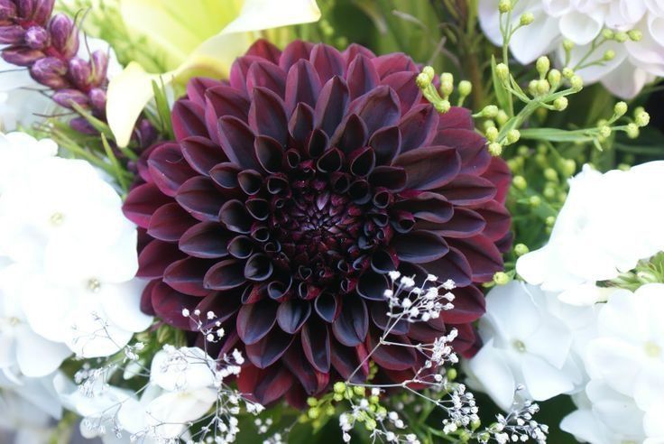 black flowers - Black Dahlia