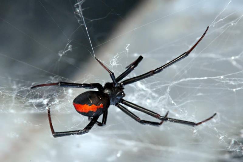 venomous spiders - Black Widow