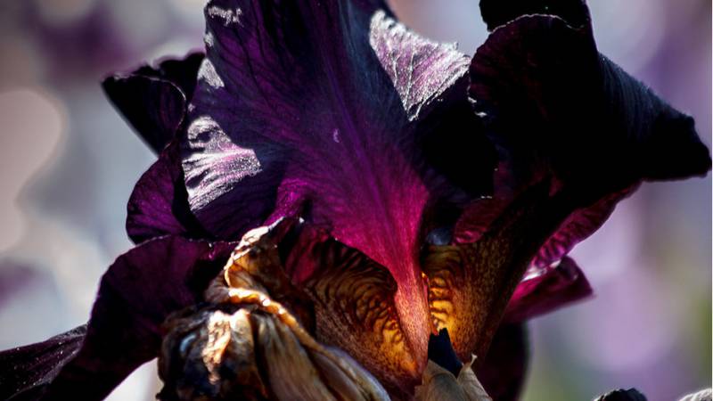 black flowers - Black Iris