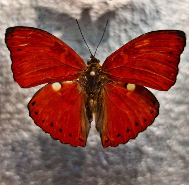 red animals - Blood-red Glider Butterfly