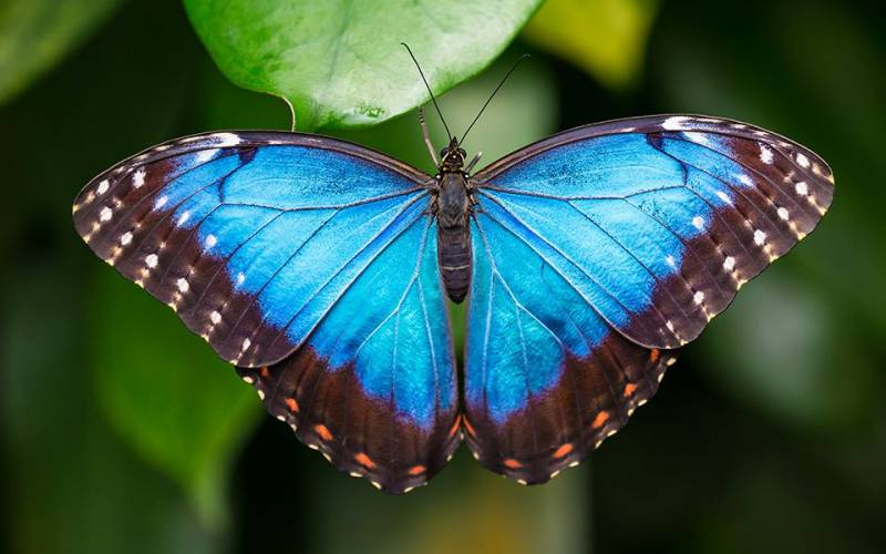 Types of Butterflies - Blue Morpho Butterfly