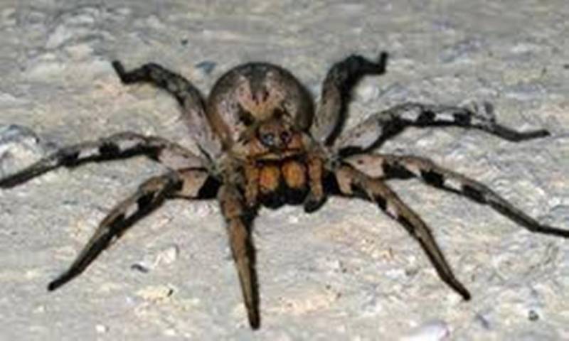 venomous spiders - Brazillian Wandering Spider