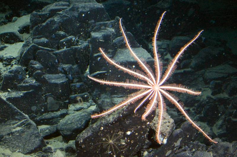 starfish - Brisingid Sea Star - images : realmonstrosities.com