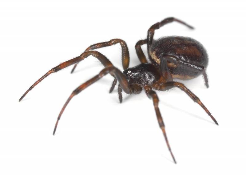 venomous spiders - Brown Widow Spider