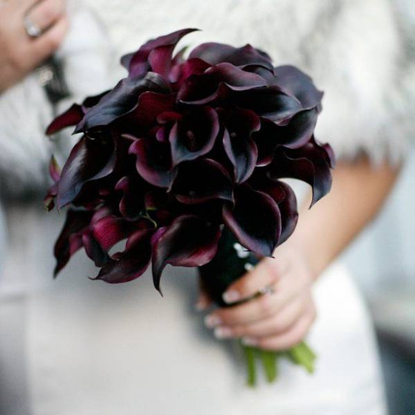 black flowers - Calla Lily