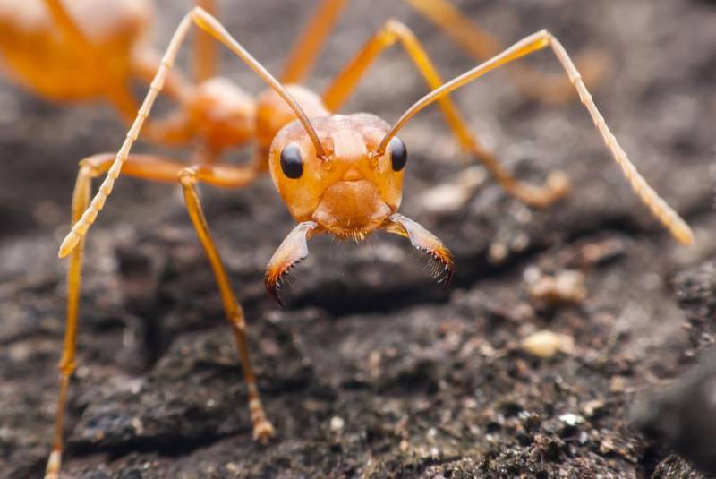 ant facts - Carnivorous Ants