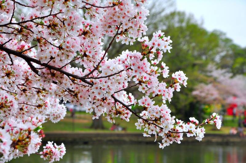 national flower - Cherry Blossom Sakura - images : Shutterstock