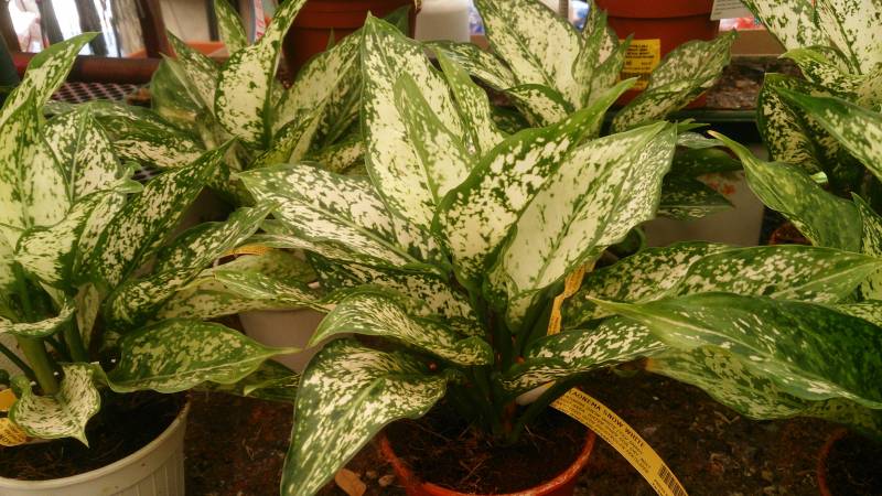 air purifying plants - Chinese Evergreen - images : commons.wikimedia.org