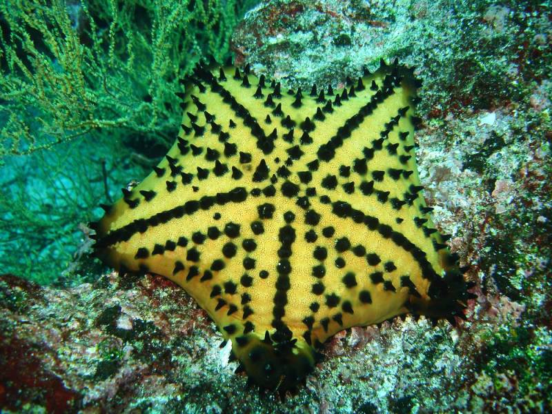 starfish - Chocolate Chip Sea Star