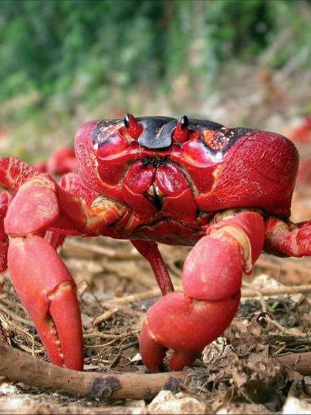 red animals - Christmas Island Red Crab