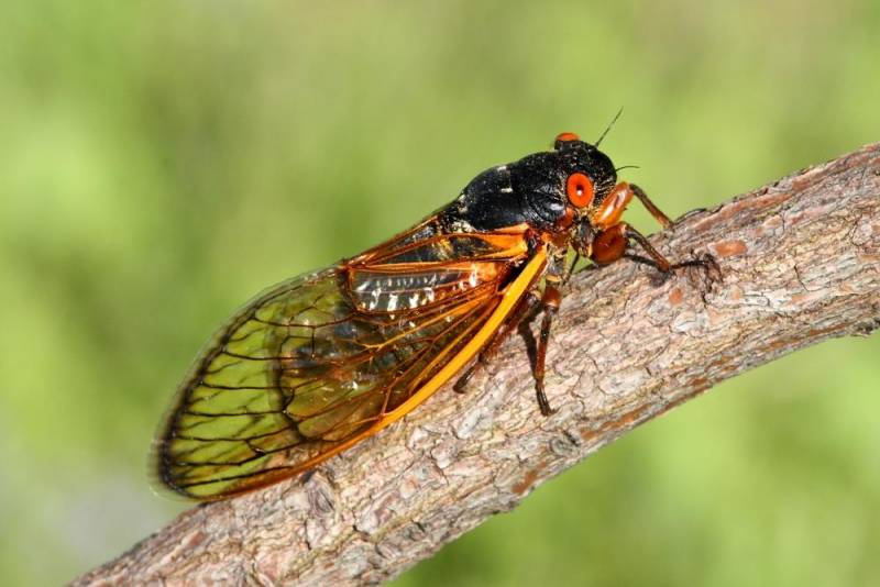 Cicadas - Dangerous Animal