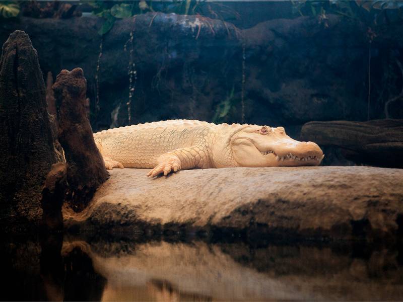 albino animals - Claude the Alligator - images: calacademy.org