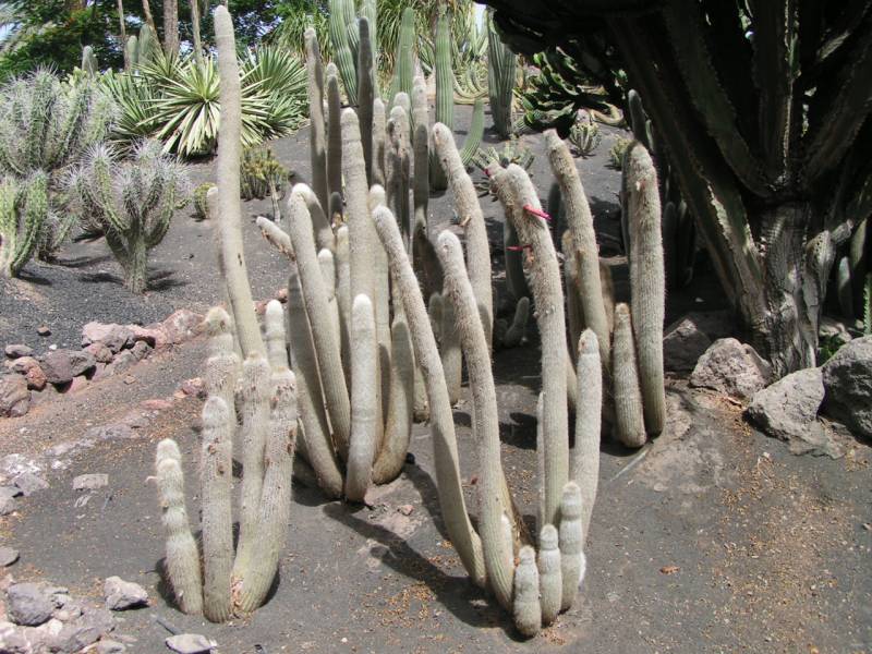 wierd plants - Silver Lantern Cactus - images : jardineriaon.com