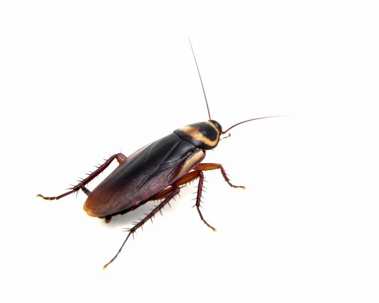 Nocturnal Animals List - Cockroaches