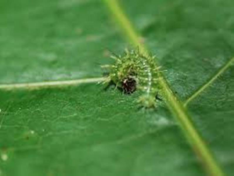 Common Baren Caterpillar