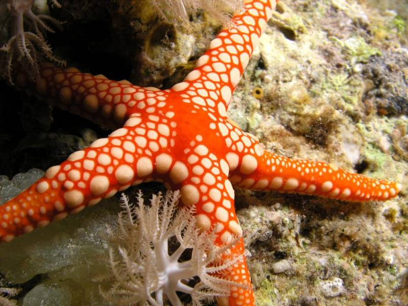 starfish - Common Sunstar