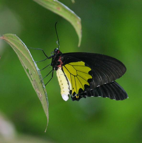 types of butterflies - Criton Birdwing