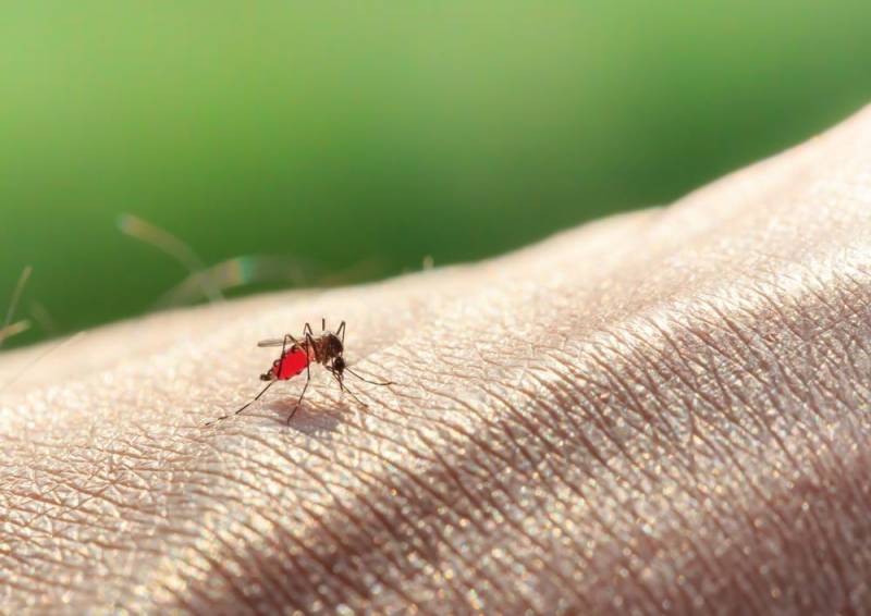 Curing Mosquitoes bite