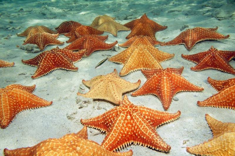 starfish - Cushion Sea Star