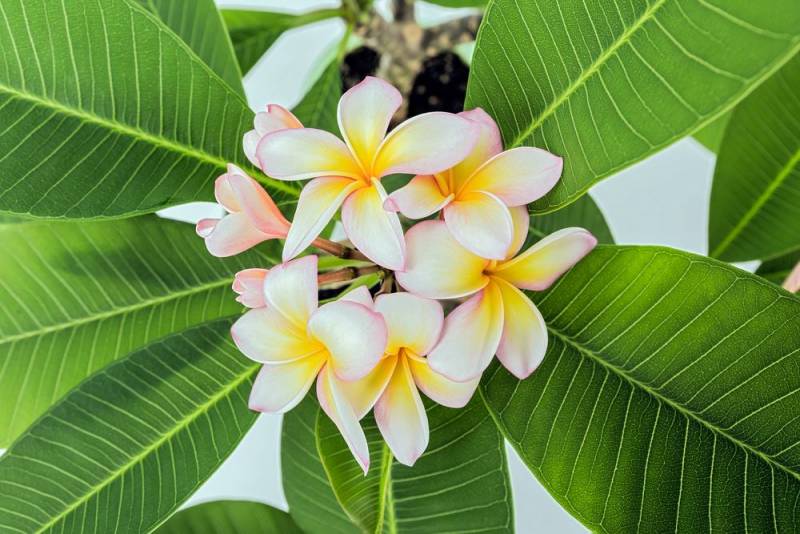 national flower - Dok Champa Flower - images : Shutterstock