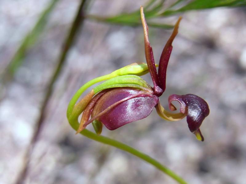 strange flowers - Duck Orchid