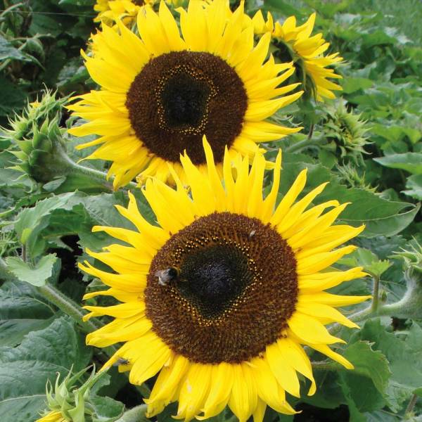 black flowers - Dwarf Sunflower 