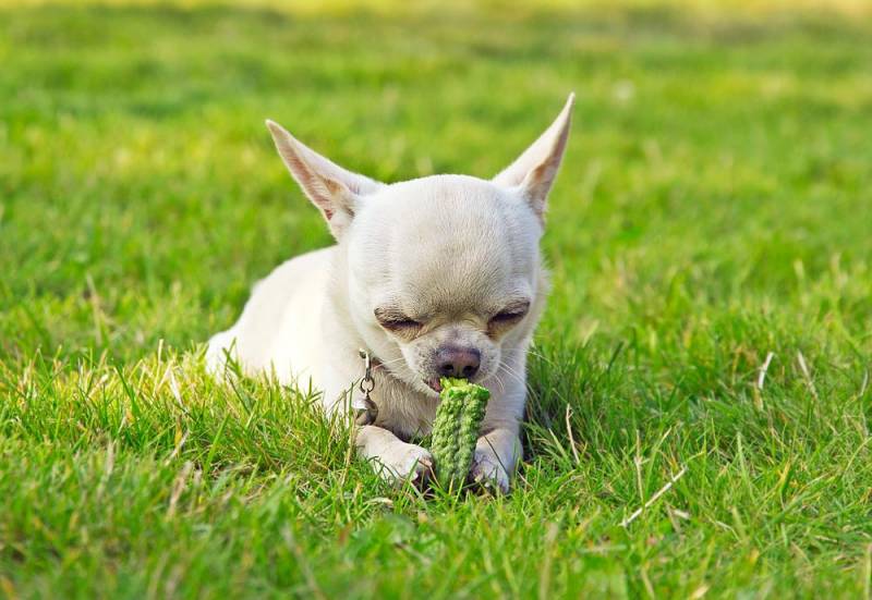 dog facts - Eat Grass and Dung