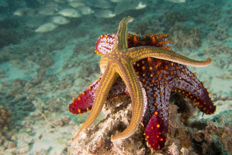 starfish - Egyptian Sea Star 