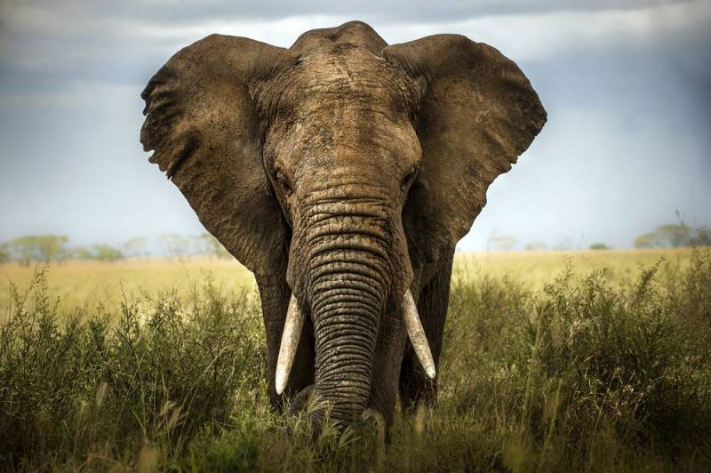 war animals - Elephant