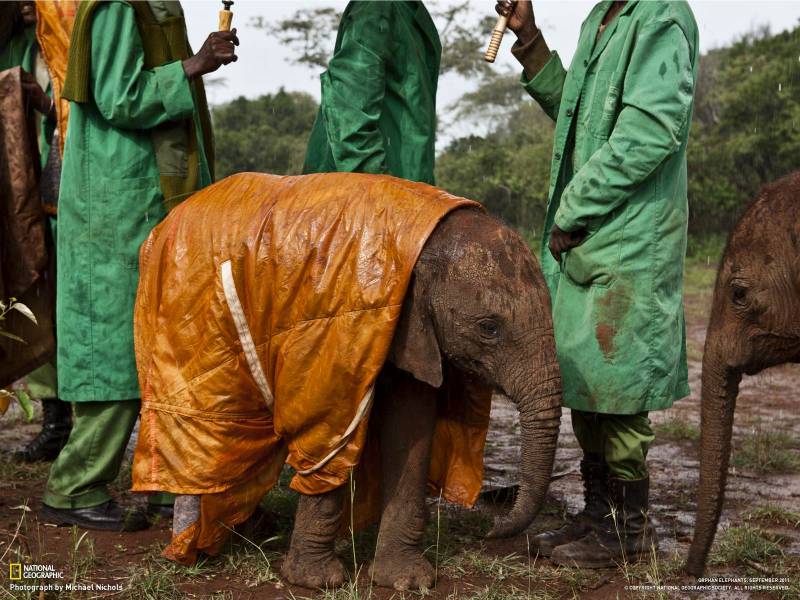 Elephants Can Detect Rain 150 Miles Away